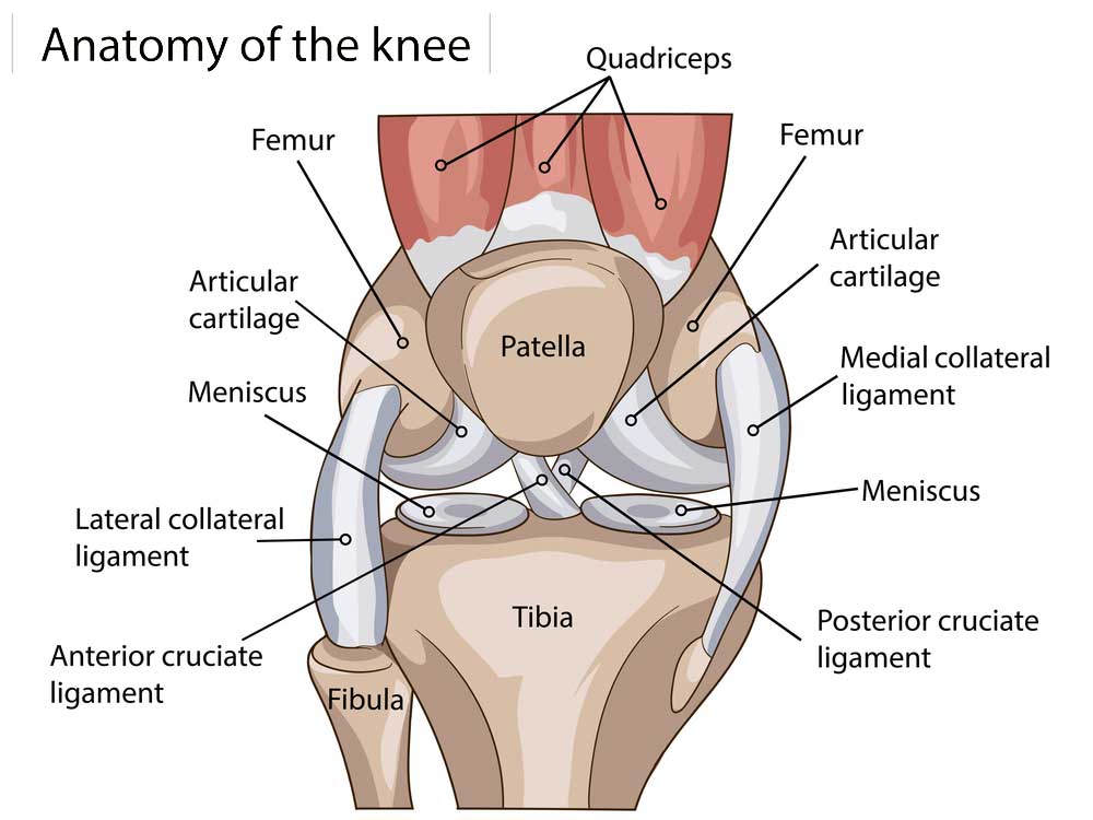 Knee anatomy and common causes of knee pain