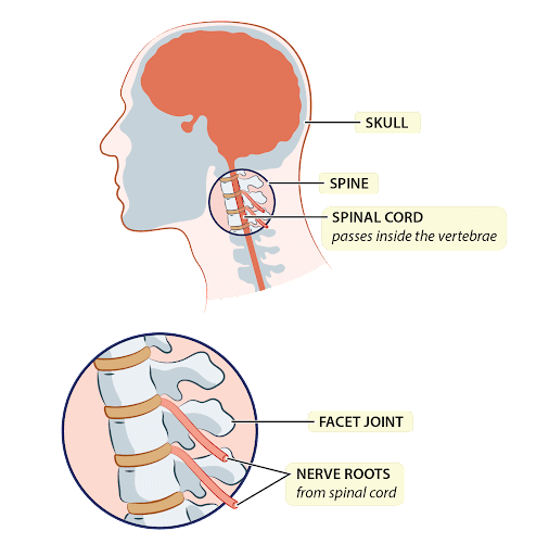 Cervical spine and neck pain